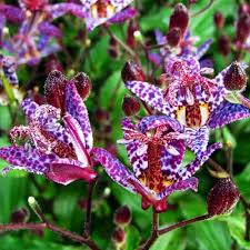 Image result for Tricyrtis `Black Beauty`