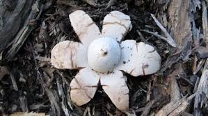 Attēlu rezultāti vaicājumam “Geastrum rufescens”