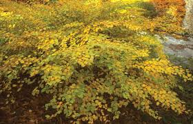 Attēlu rezultāti vaicājumam “Kurzia pauciflora”