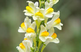 Attēlu rezultāti vaicājumam “Linaria loeselii”