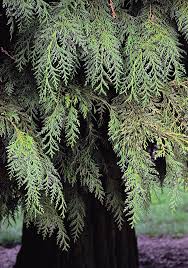 Attēlu rezultāti vaicājumam “Chamaecyparis lawsoniana”