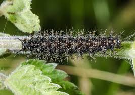Attēlu rezultāti vaicājumam “Araschnia levana larva”