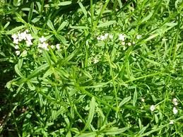 Attēlu rezultāti vaicājumam “Galium elongatum”