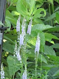 Attēlu rezultāti vaicājumam “Veronica spicata leaf”