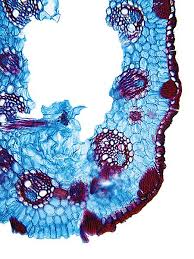 Attēlu rezultāti vaicājumam “Schoenus ferrugineus flower”