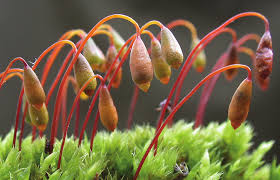 Attēlu rezultāti vaicājumam “Schistidium dupretii sporophyte”