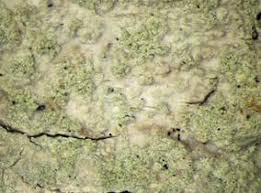 Attēlu rezultāti vaicājumam “Phlyctis agelaea”