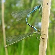 Attēlu rezultāti vaicājumam “Phalonidea permixtana”