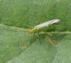 Attēlu rezultāti vaicājumam “Blepharidopterus angulatus”