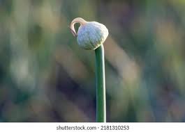 Attēlu rezultāti vaicājumam “Allium cepa bud”