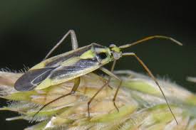 Attēlu rezultāti vaicājumam “Stenotus binotatus male”