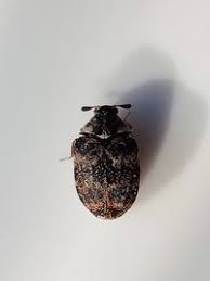 Attēlu rezultāti vaicājumam “Anthrenus museorum”