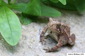 Attēlu rezultāti vaicājumam “Bufo bufo juvenile”