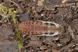 Attēlu rezultāti vaicājumam “Pyrgus alveus underside”