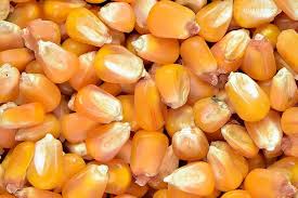 Image result for Mais