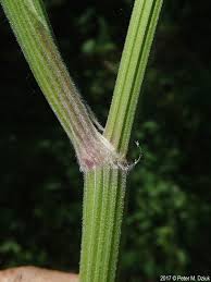 Attēlu rezultāti vaicājumam “Anthriscus sylvestris fruit”