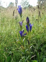 Attēlu rezultāti vaicājumam “Gentiana pneumonanthe”