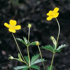 Attēlu rezultāti vaicājumam “Potentilla erecta fruit”