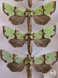 Attēlu rezultāti vaicājumam “Staurophora celsia”
