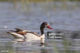 Attēlu rezultāti vaicājumam “Tadorna tadorna male”