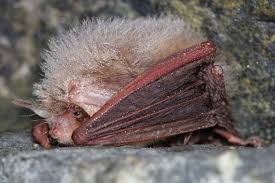Attēlu rezultāti vaicājumam “Myotis daubentonii”