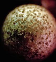 Attēlu rezultāti vaicājumam “Lycogala asperum”