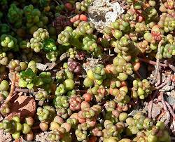 Attēlu rezultāti vaicājumam “Sedum acre fruit”