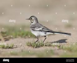 Attēlu rezultāti vaicājumam “Motacilla alba juvenile”