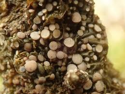 Attēlu rezultāti vaicājumam “Collema”