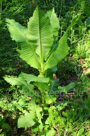 Image result for Dipsacus laciniatus