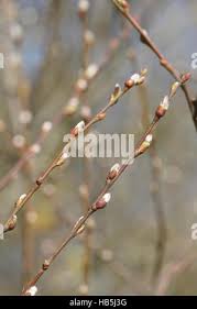 Attēlu rezultāti vaicājumam “Salix aurita bud”