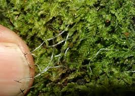 Attēlu rezultāti vaicājumam “Chiloscyphus”