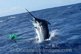 Image result for Makaira mazara