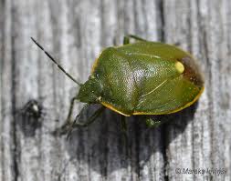Attēlu rezultāti vaicājumam “Jalla dumosa imago”