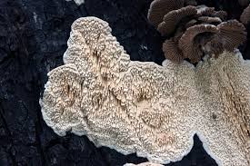 Attēlu rezultāti vaicājumam “Schizopora paradoxa”