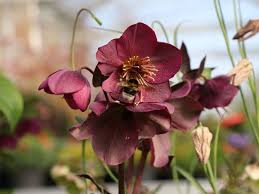 Image result for Christrose