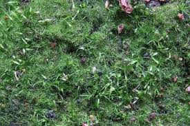 Attēlu rezultāti vaicājumam “Campylopus pyriformis”