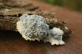 Attēlu rezultāti vaicājumam “Physarum bitectum sessile”