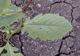 Attēlu rezultāti vaicājumam “Sinapis arvensis leaf”