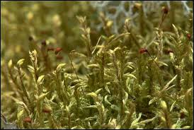 Attēlu rezultāti vaicājumam “Pleurozium schreberi”