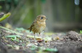 Attēlu rezultāti vaicājumam “Erithacus rubecula juvenile”