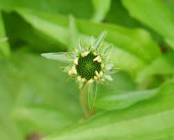 Attēlu rezultāti vaicājumam “Echinacea purpurea bud”