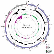 Attēlu rezultāti vaicājumam “Epuraea sp.”
