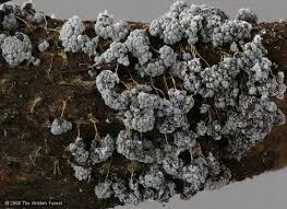 Attēlu rezultāti vaicājumam “Badhamia sp.”