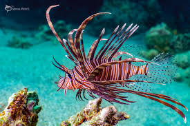 Image result for Pterois miles