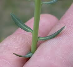 Attēlu rezultāti vaicājumam “Euphorbia cyparissias flower”