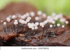 Attēlu rezultāti vaicājumam “Comatricha nigra young”