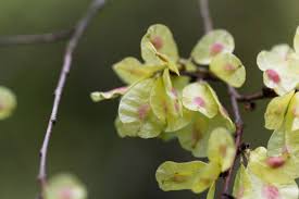 Attēlu rezultāti vaicājumam “Ulmus glabra fruit”