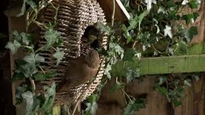 Attēlu rezultāti vaicājumam “Troglodytes troglodytes nest”