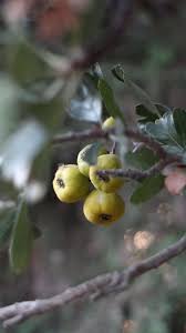 Attēlu rezultāti vaicājumam “Crataegus submollis fruit”
